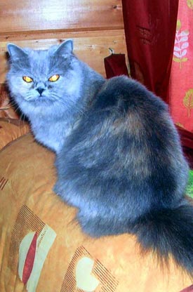Belladonna british long hair bleue crÃ¨me