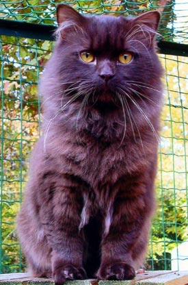 British long hair chocolat