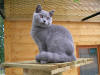 Brooklyn mÃ¢le shorthair bleu