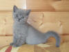 Chaton shorthair femelle bleu